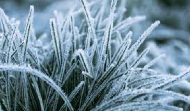 Frost advisory issued for parts of east central Sask