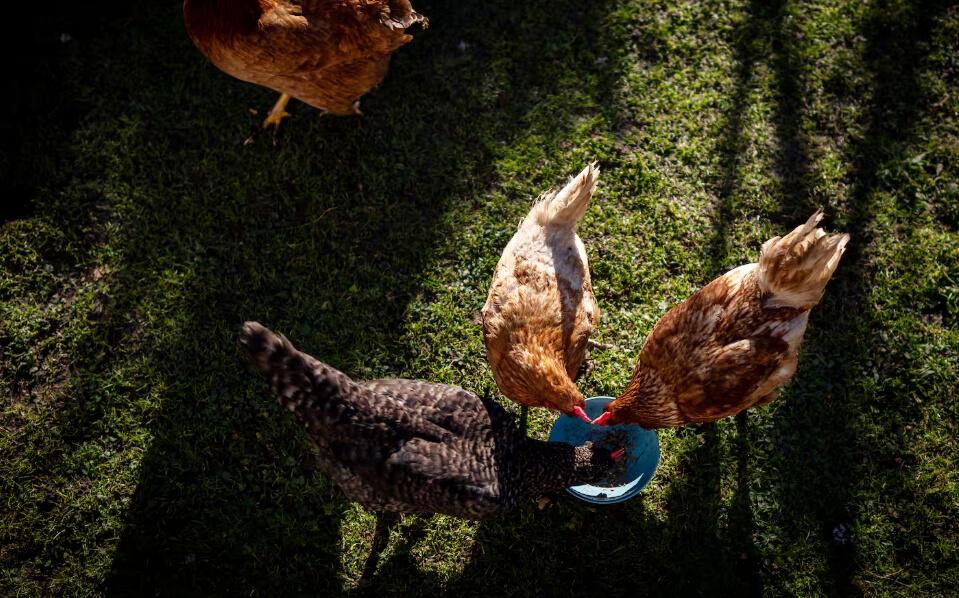 Avian flu detected at five Manitoba farms