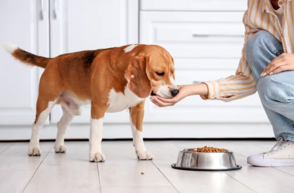 Salmonella outbreak linked to dog food and treats; Health Canada