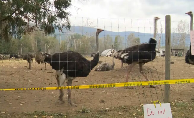 Third arrest made in connection with BC ostrich farm